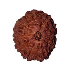 10 mukhi rudraksha