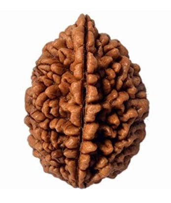 2 mukhi rudraksha