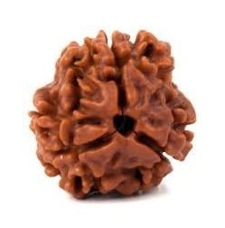 3 mukhi rudraksha