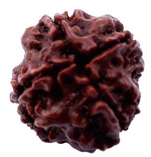 4 mukhi rudraksha