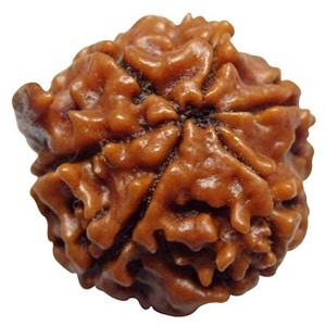 6 mukhi rudraksha