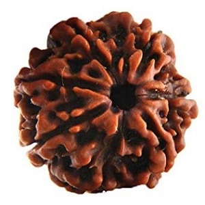 7 mukhi rudraksha