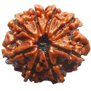 8 mukhi rudraksha