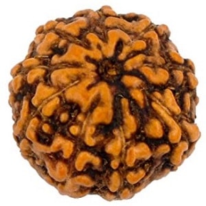 9 mukhi rudraksha