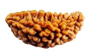 ek mukhi rudrakasha