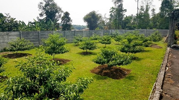 rudraksha tree