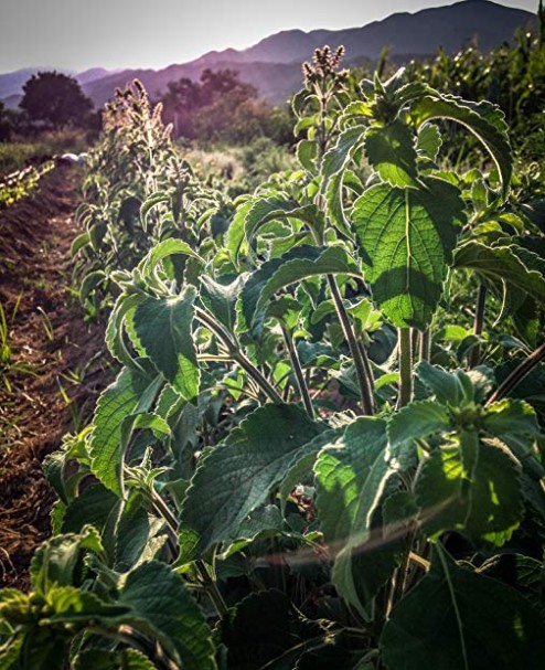 tulsi plant