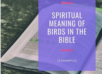 Spiritual Meaning of Birds in the Bible featured