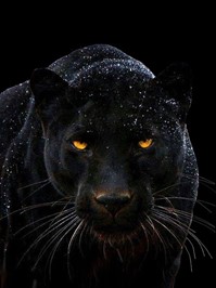 Black Panther Animal Totem & Symbolism – The Spirit of Resilience –  