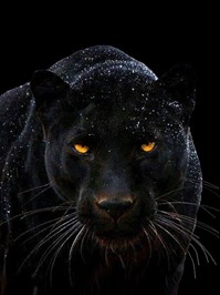 black panther animal spirit guide