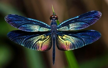 Dragonfly Totem & Symbolism – The Spirit of Transformation – 