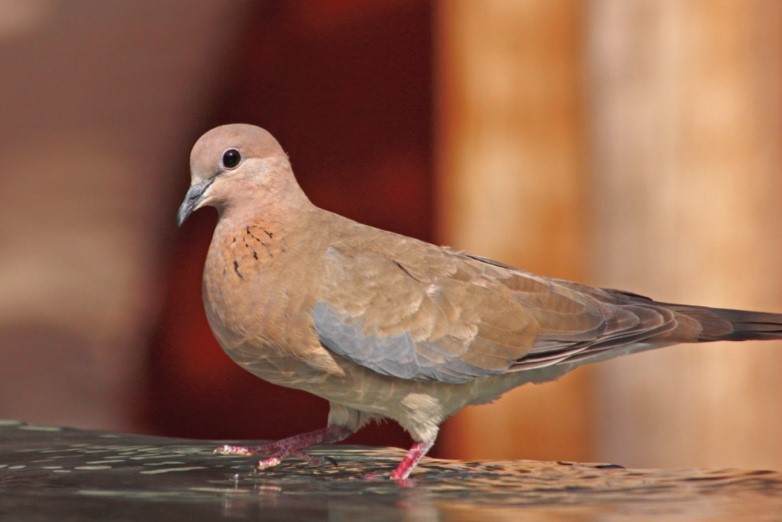 Dove Totem & Symbolism – The Spirit of Living in the Moment –  