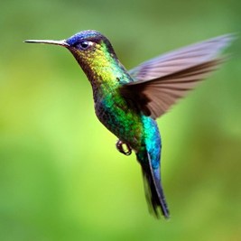 Hummingbird Totem & Symbolism – The Spirit of Celebration – 