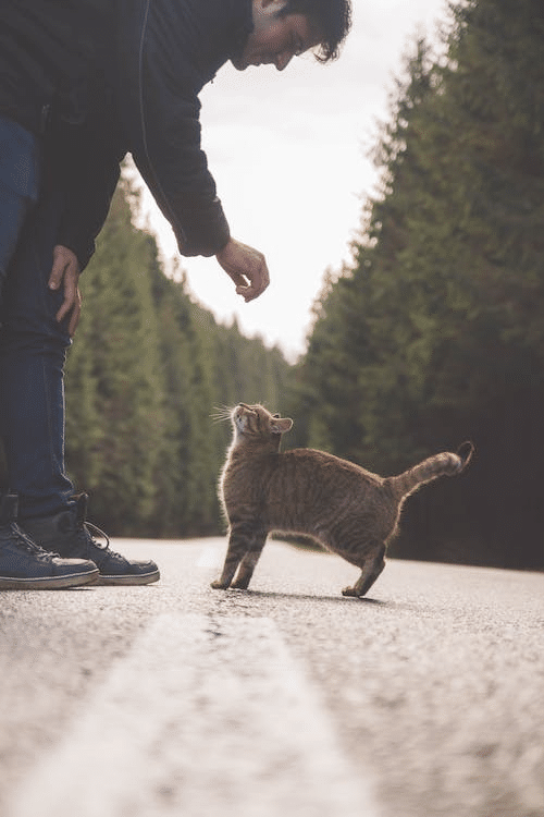 The Spiritual Meaning of Running Over a Cat