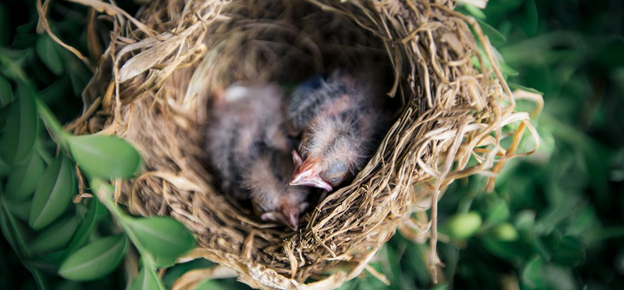 The Spiritual Meaning of a Bird Nest