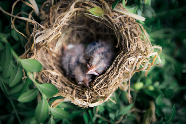 The Spiritual Meaning of a Bird Nest