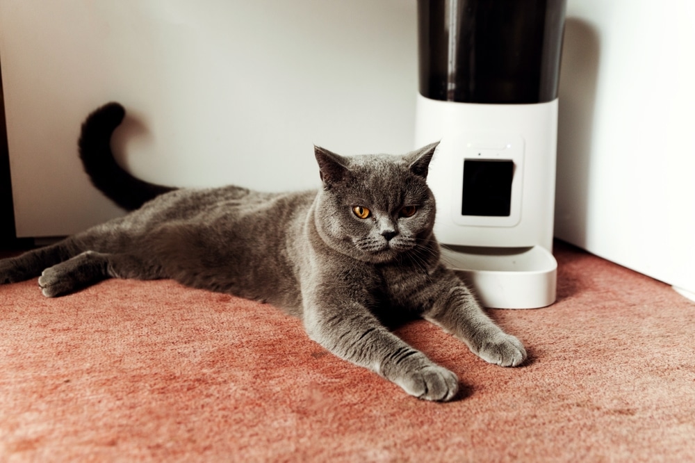 Automatic Cat Feeder