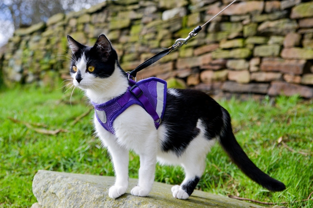 Cat Harness and Leash