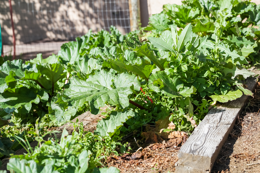 Edible Landscaping