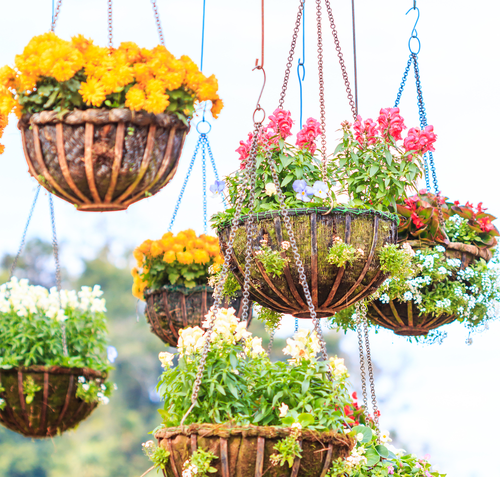 Hanging Baskets for Trailing Plants