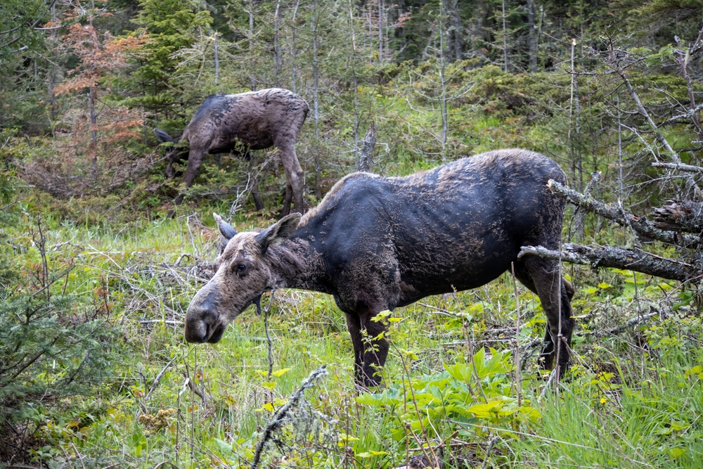 Isle Royale National Park, Michigan