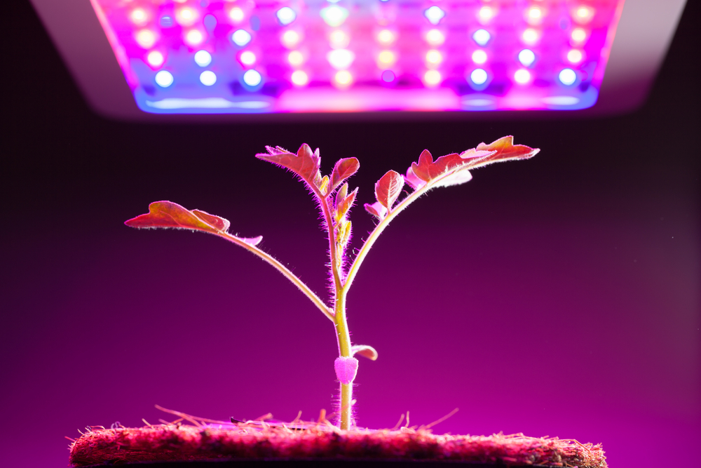 LED Grow Lights