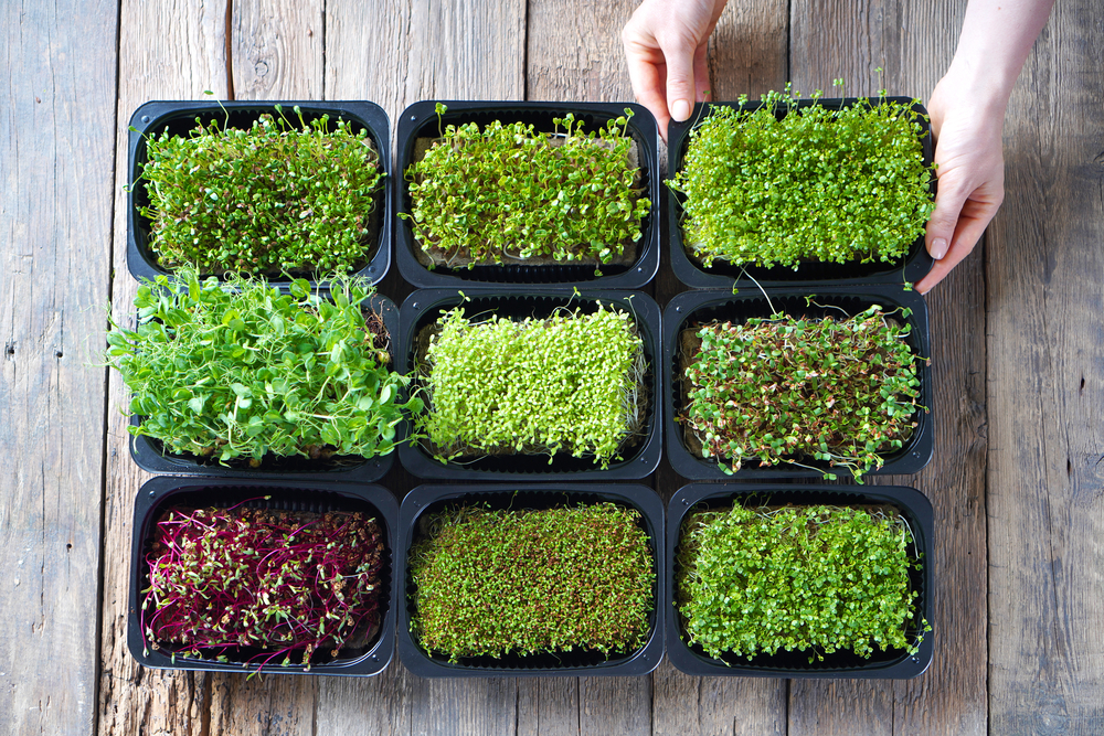 Microgreens and Sprouts