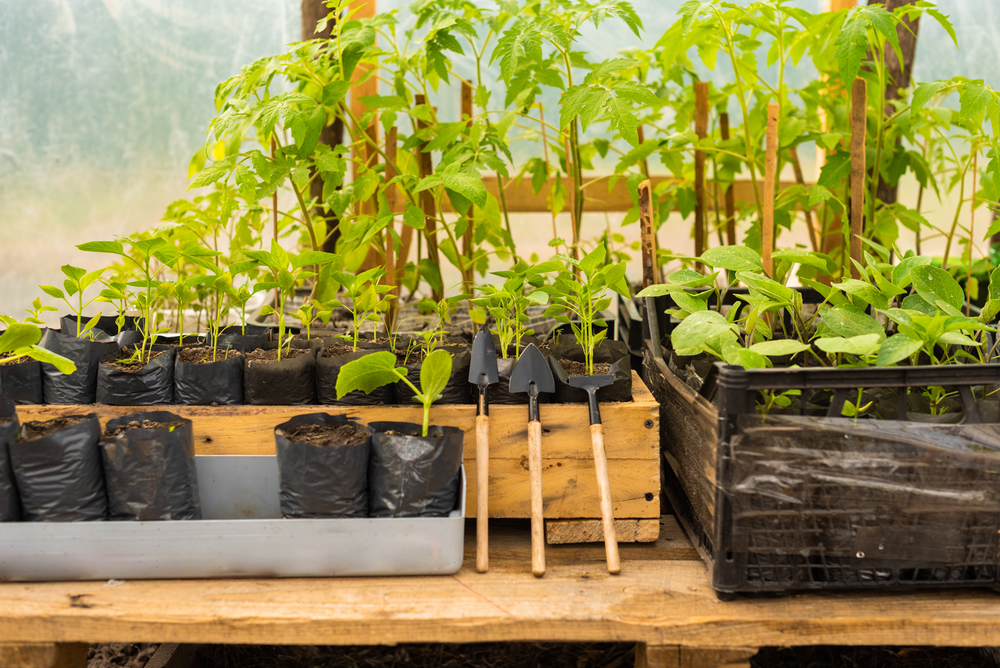 Miniature Greenhouse for Starting Seeds