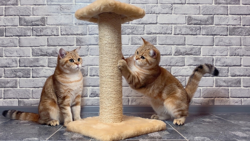 Scratching Post
