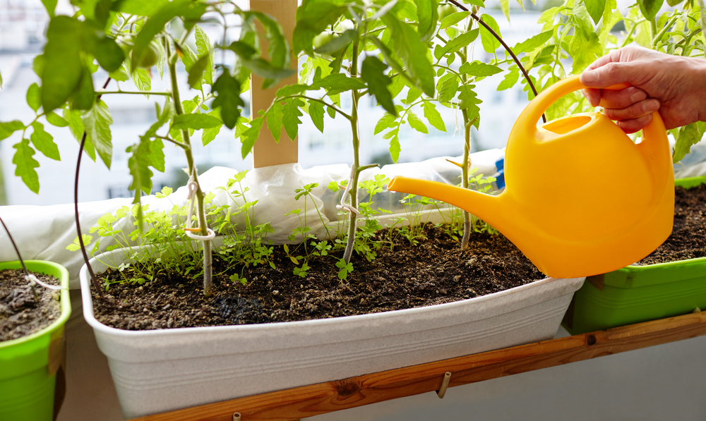 Self-Watering Containers