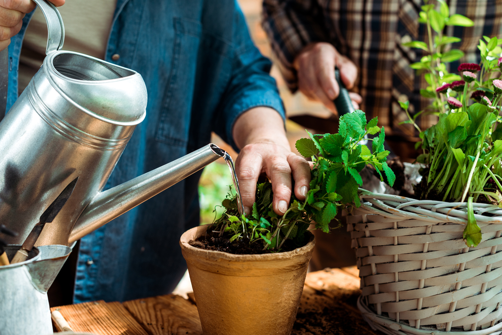 Smart Plant Selection