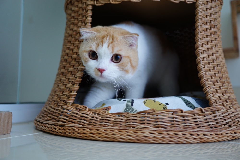 Tunnel Bed