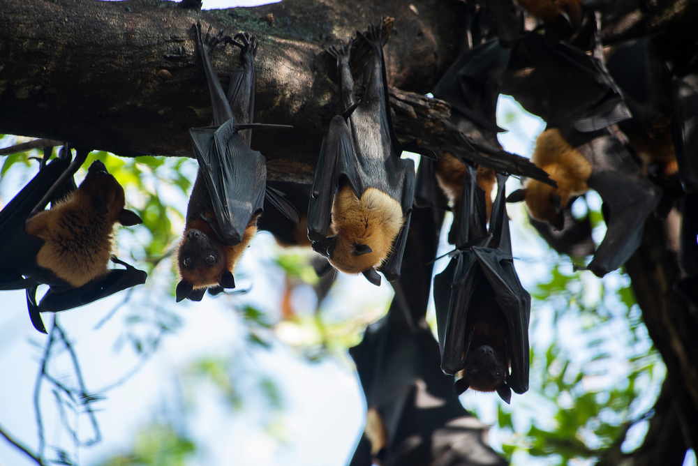 Bats Don’t Get Sick from Most Viruses