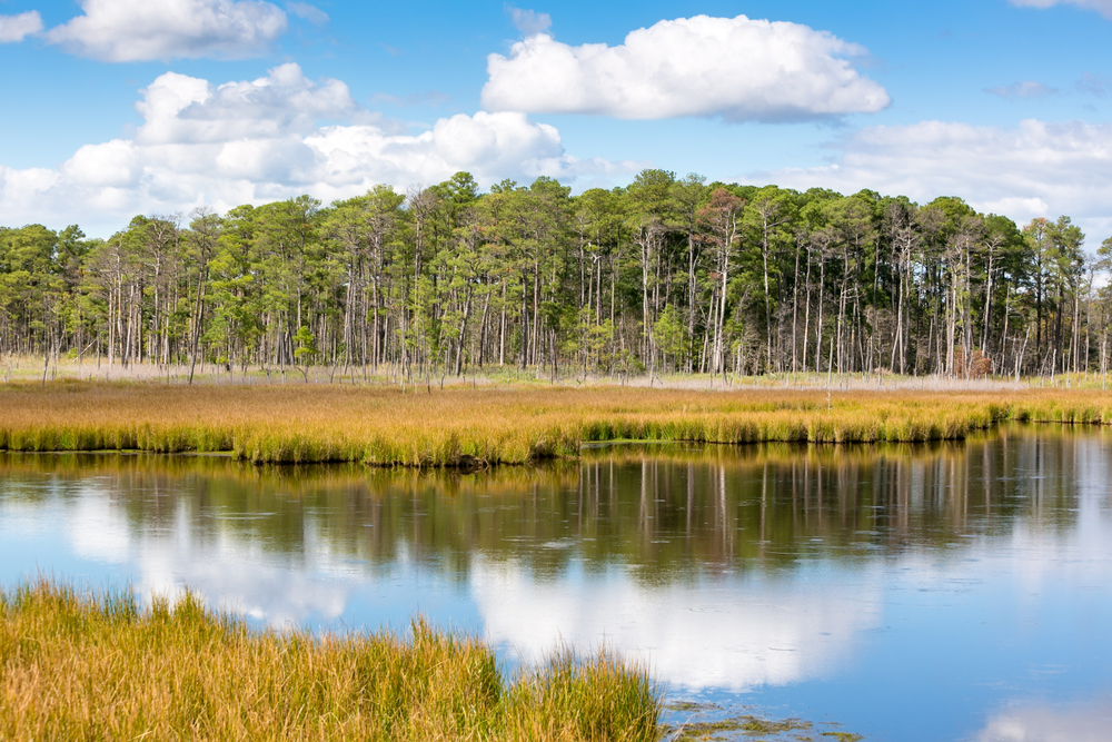 Blackwater National Wildlife Refuge, Maryland