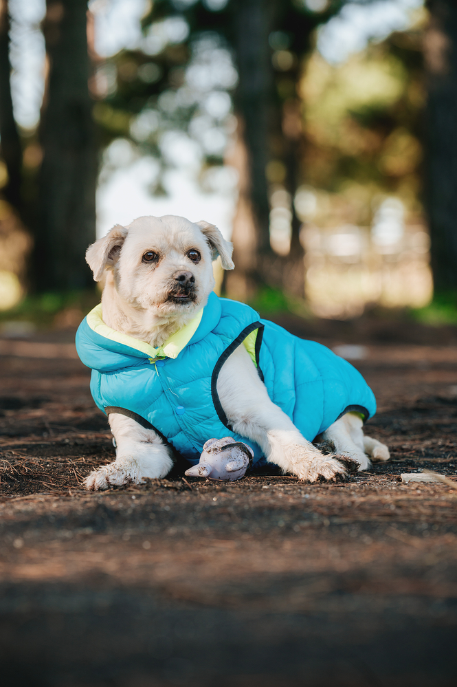 Calming Vests or Shirts