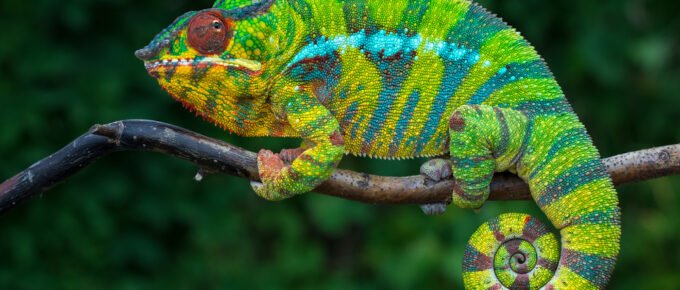 Chameleons Change Color to Camouflage