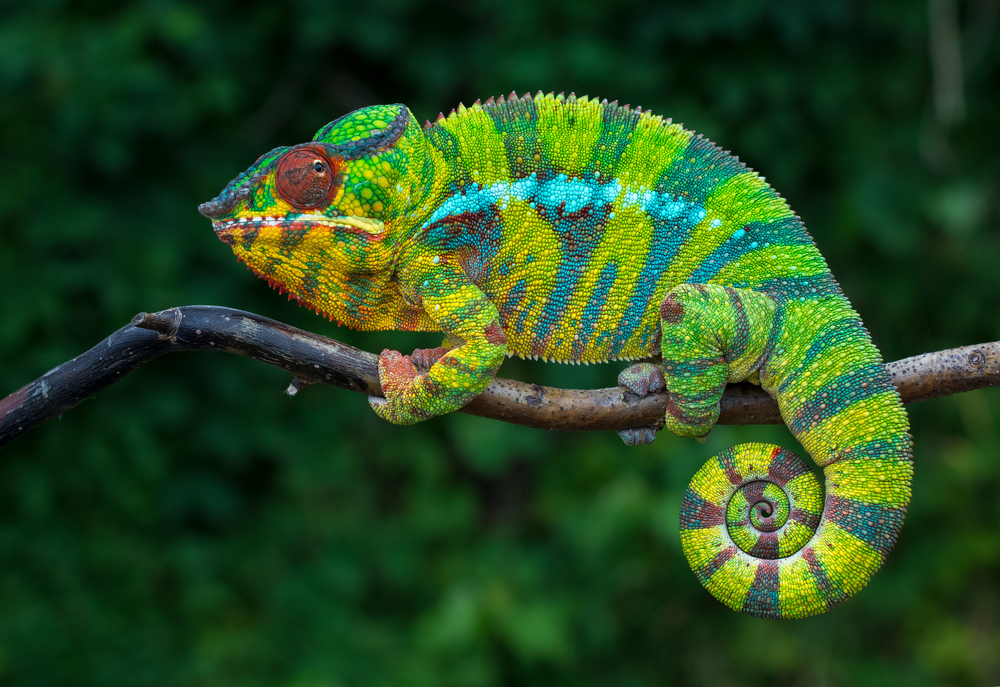 Chameleons Change Color to Camouflage