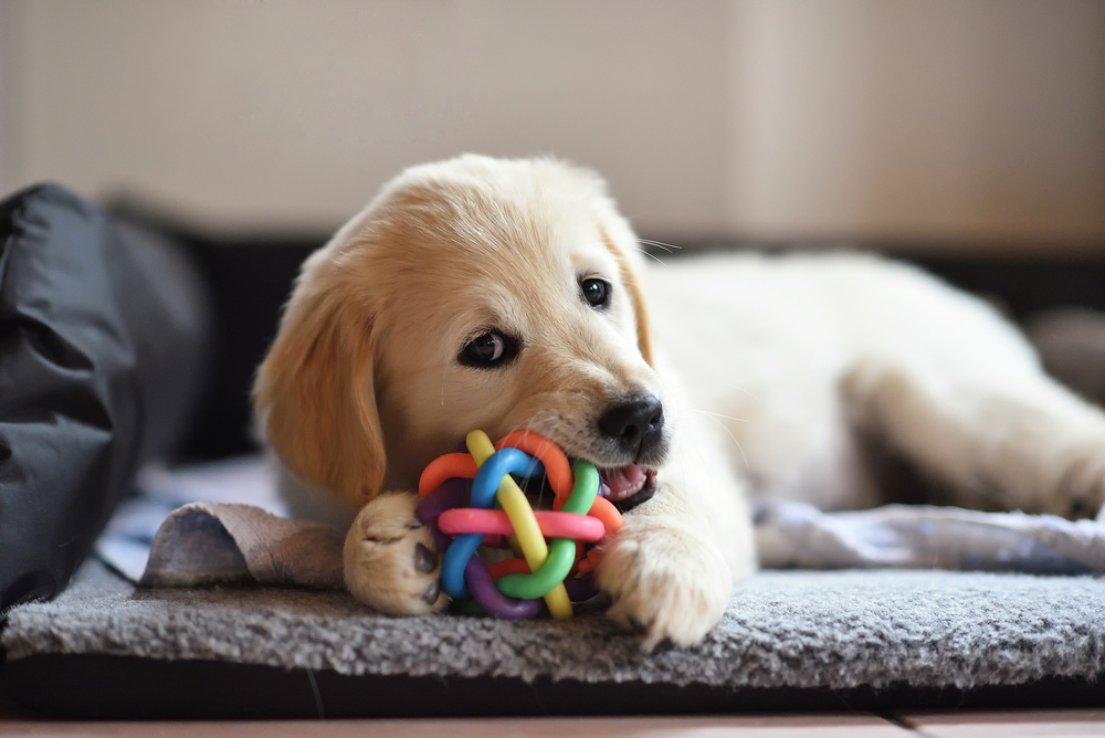 Chew Toy