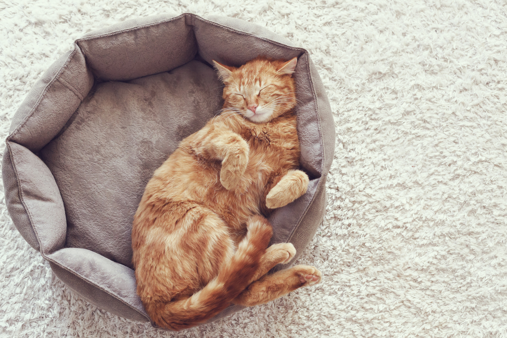 Cozy Pet Bed 