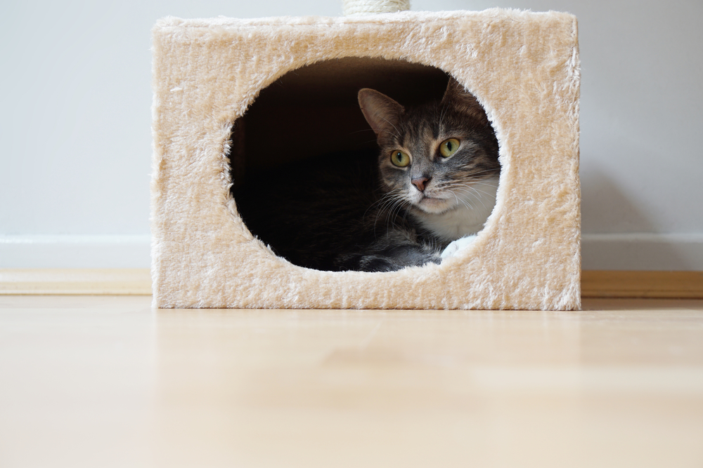 DIY Cat Hideaway 