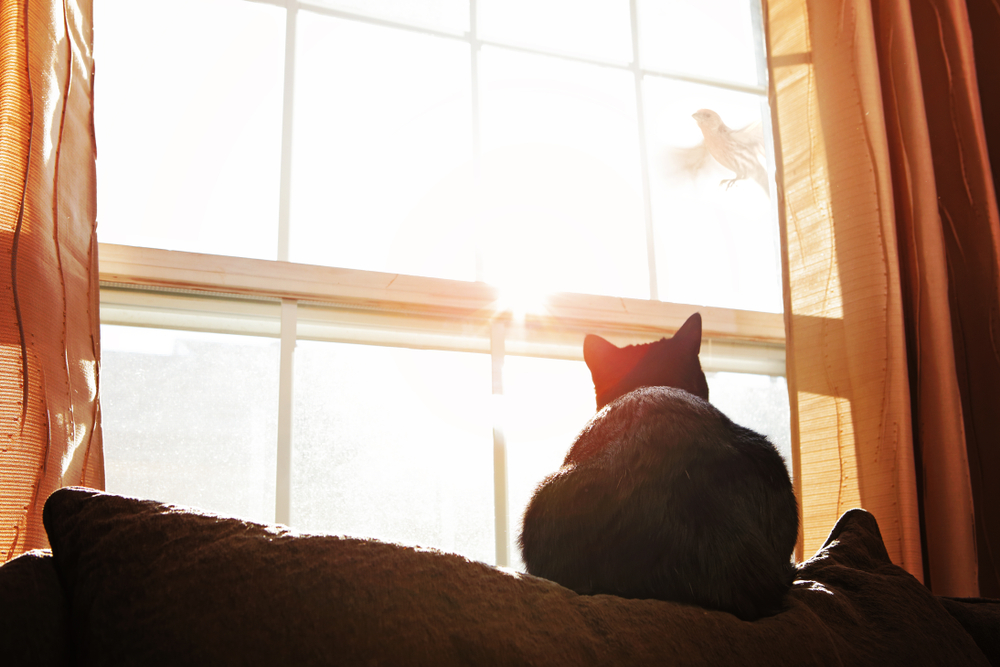 DIY Cat Window Perch 