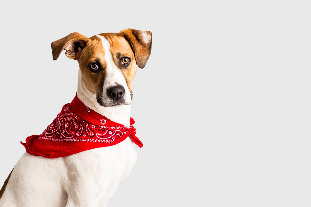 DIY Dog Bandana 