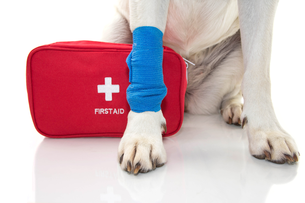 DIY Pet First Aid Kit 