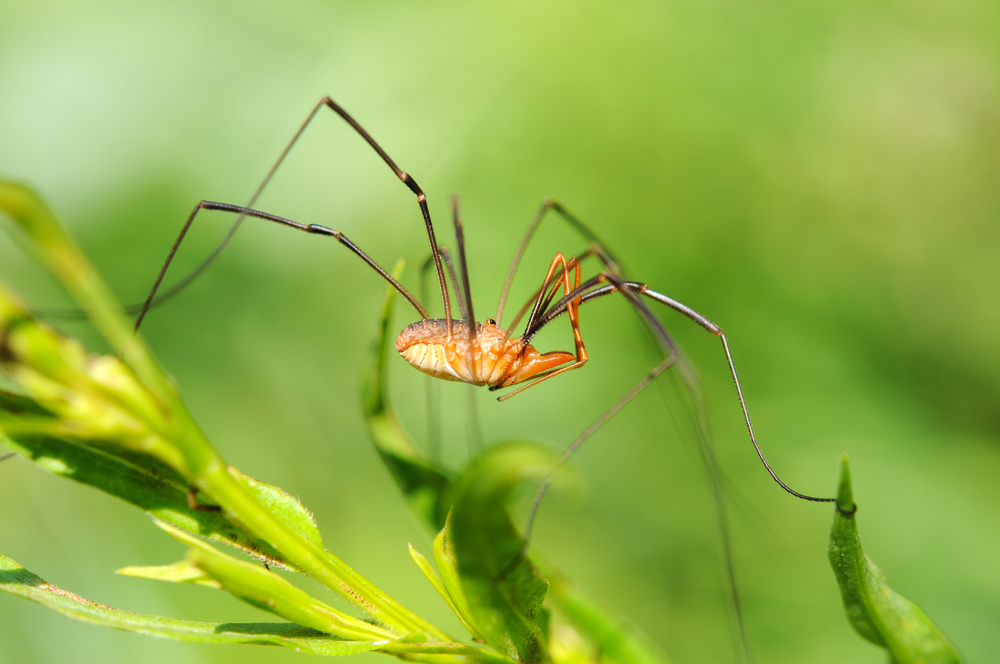 Daddy Longlegs are Highly Venomous