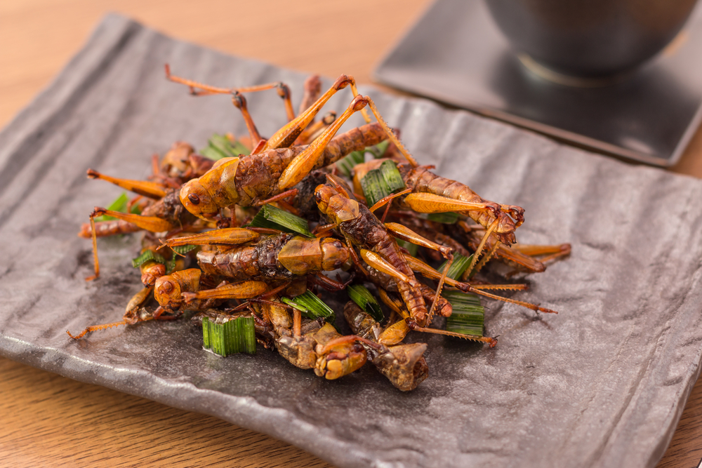 Edible Insects 