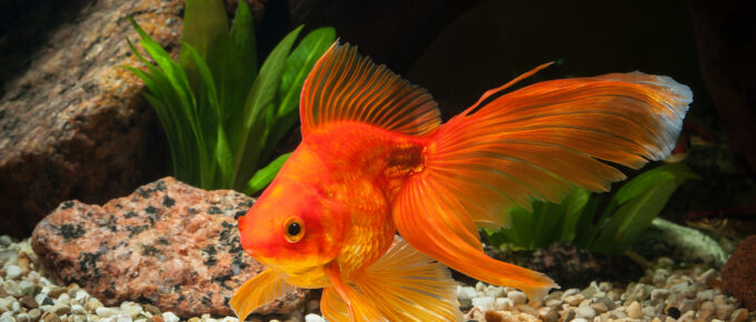 Goldfish Have a Three-Second Memory