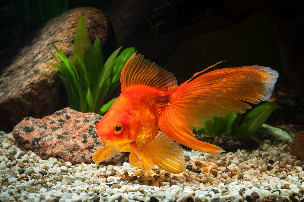 Goldfish Have a Three-Second Memory 