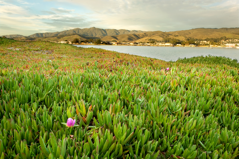 Half Moon Bay, California