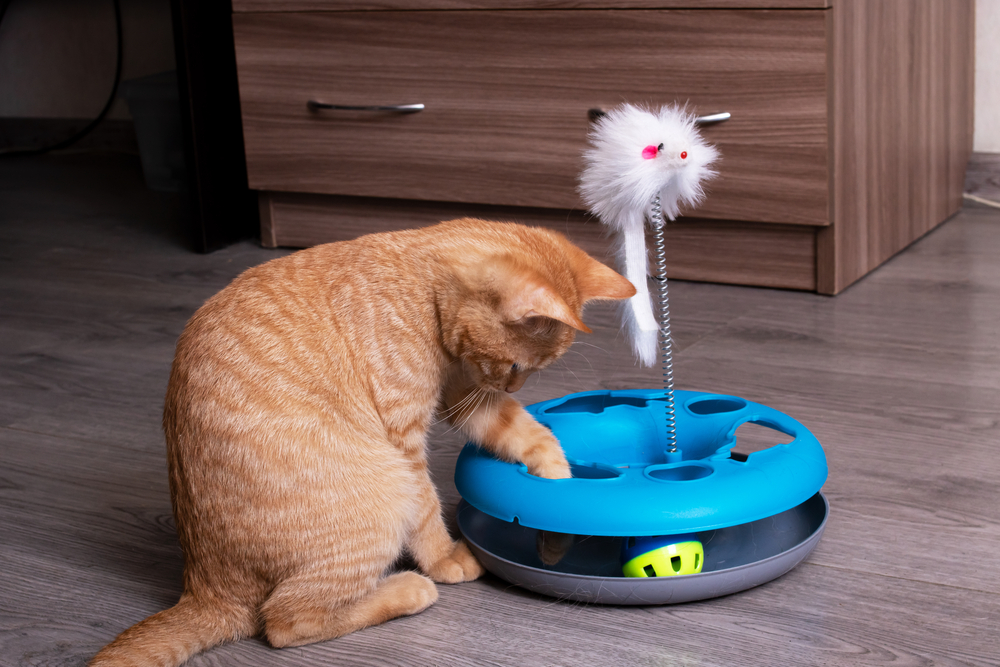 High-tech Pet Toys