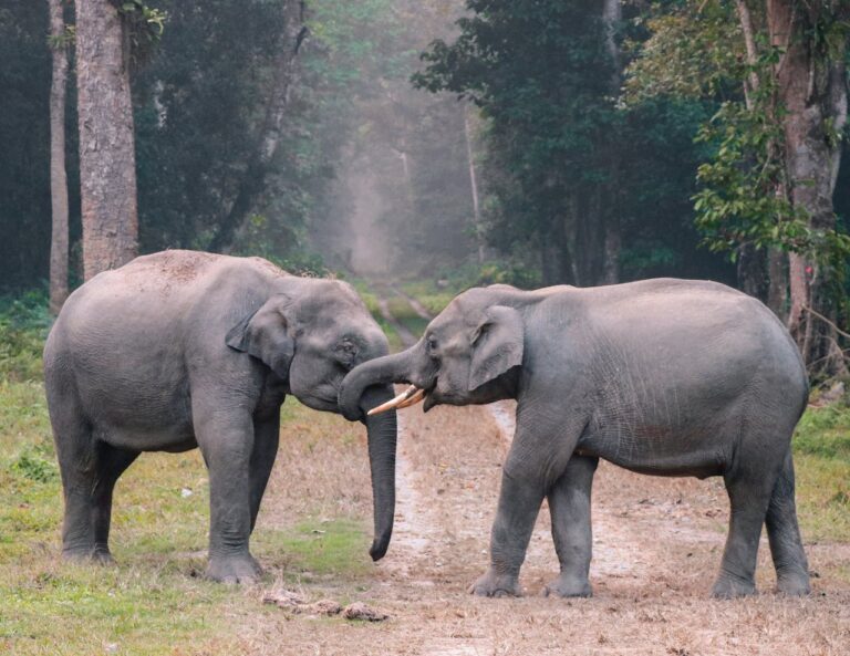 Human Hair Can Support the Weight of Two Elephants